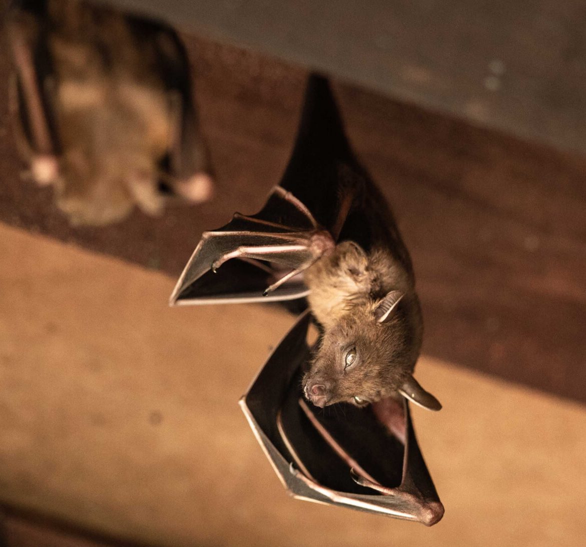 Wildlife-Bats in Haines City